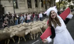 Madrid'in ünlü şenliğinde 1000'den fazla koyun kent merkezinde yürüdü