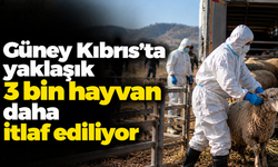 Güney Kıbrıs’ta yaklaşık 3 bin hayvan daha itlaf ediliyor