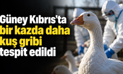 Güney Kıbrıs’ta bir kazda daha kuş gribi tespit edildi