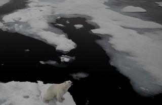 Kutup Ayılarının Eriyen Dünyası "Kuzey Kutbu"