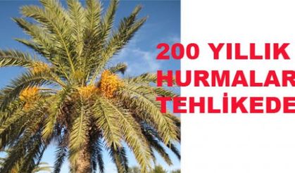 200 yıllık ‘Hurmalar’ tehlikede