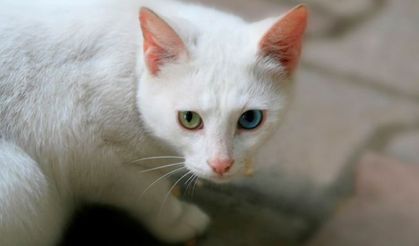 Araştırma: Bütün kedi ırkları içerisinde en saldırganı Van kedisi