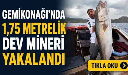 Gemikonağı’nda 1,75 Metrelik Dev Mineri Yakalandı