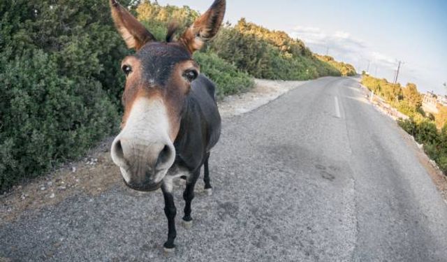 Karpaz Koruma Derneği, Karpaz eşekleri ile ilgili çözüm önerisinde bulundu