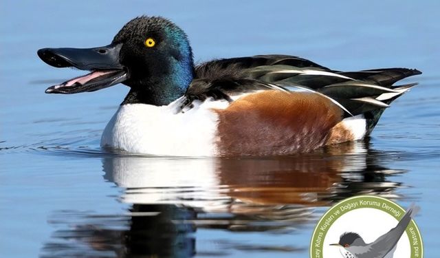 KUŞKOR ve BirdLife Cyprus, kış ortası su kuşu sayımı yaptı