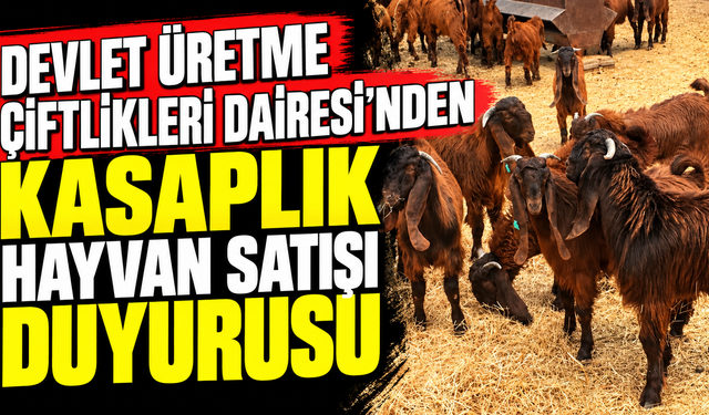 Devlet Üretme Çiftlikleri Dairesi’nden kasaplık hayvan satışı duyurusu