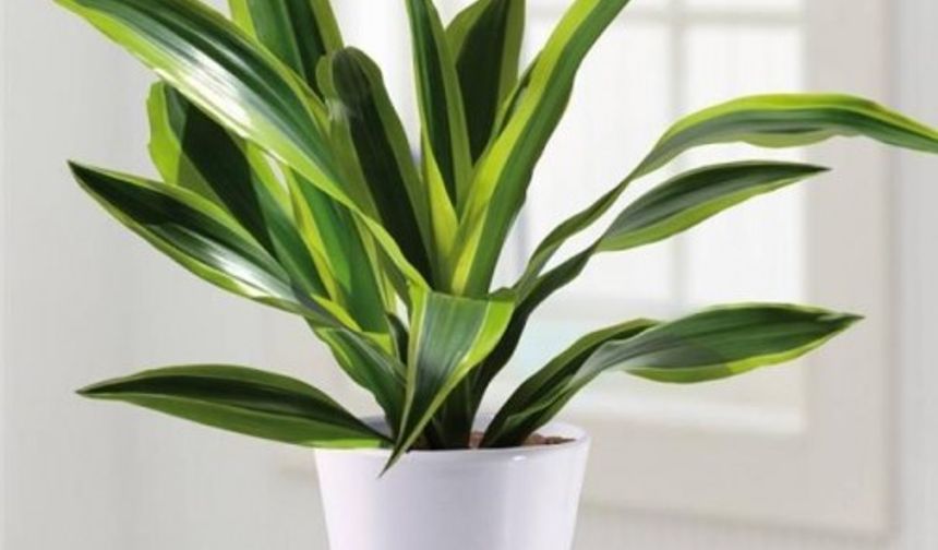 Beyaz Şeritli Ejder Kanı 

Bu bitkinin çoğu çeşitlerinin yaprakları beyaz çizgilidir. Özellikle benzen, ksilen ve trikloretilen’i emer. Sadece, yaprakları yeşil olan, “Janet Craig” çeşidi formaldehit’i de emer. Dracaenalar fazla ışık almayan odalarla yetinebilirler.