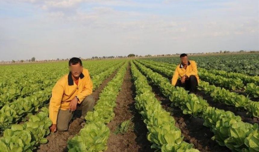 Adana&#039;da hapishane tarlaya, mahkumlar ise işçi oldu; Cumhuriyet Başsavcılığı’nın girişimiyle &quot;Tarım Açık Cezaevi&quot; olarak anılan 691 dönümlük tarlada yöreye uygun organik tarım, lisanslı sera üretimi, örtü altı tarım, fidan ve çiçek yetiştiriciliğine başlandı.