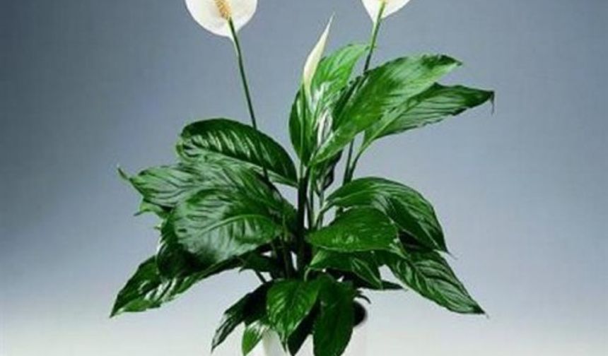 Yelken Çiçeği 

Her kategoride şampiyon olan spatifilyum’a hiçbir hava kirletici madde dayanmaz ! Büyük boydakilerin yaprakları saatte 15 µg formaldehit, ksilen, toluen, amonyak, benzen, trikloretilen ve ayrıca alkol ve aseton buharını da emer. Kim daha iyisini yapabilir ki ?