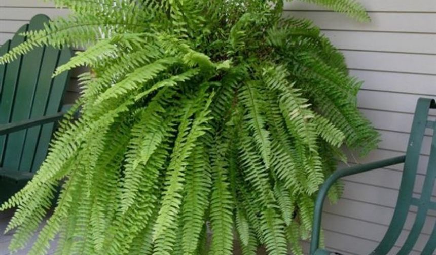 Salon Eğreltisi 

Çoğu evde rastladığımız salon eğreltisi de hava temizleyen onemli bitkilerden biridir. Her gün büyük miktarda ksilen ve formaldehit emer. Fujerin bir diğer avantajı ise, düzenli olarak püskürterek sulandığında, çok fazla ısıtılan odaların nem oranını farkedilir biçimde yükseltmesidir.