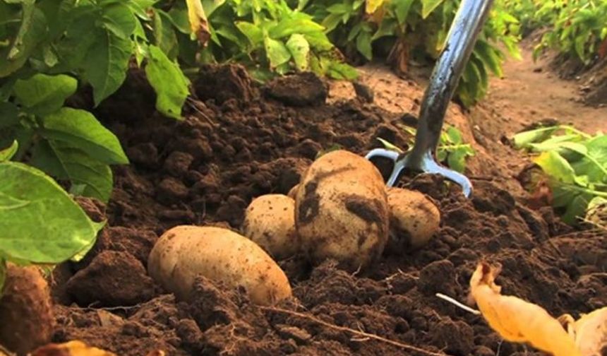 Patates ekimi yapılan arazilerin son beyan tarihi 15 Ekim