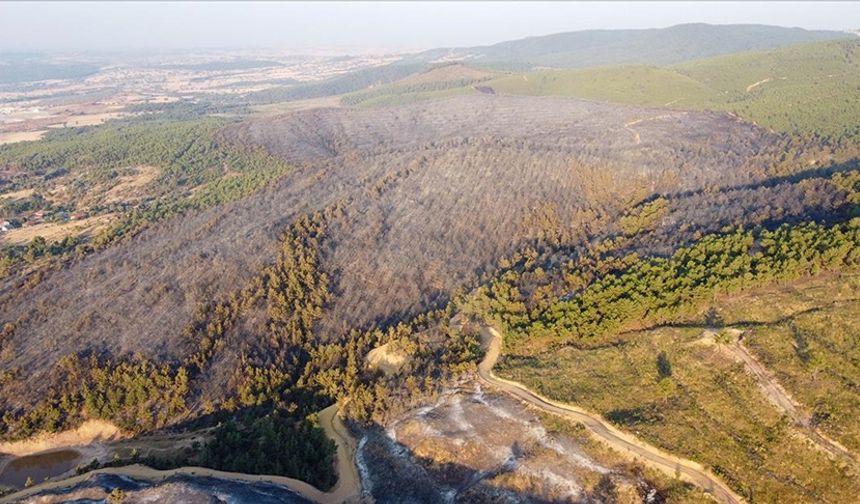 Orman Yangınlarının İlerleyişini Tahmin Edecek Yapay Zeka Modeli Geliştirildi