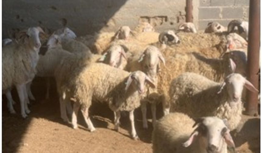 Kasaplık hayvan satışı