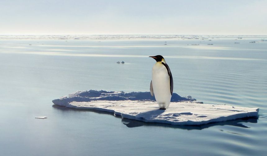 Antarktika'nın bir bölgesindeki imparator penguen nüfusu, 15 yılda yüzde 22 azaldı