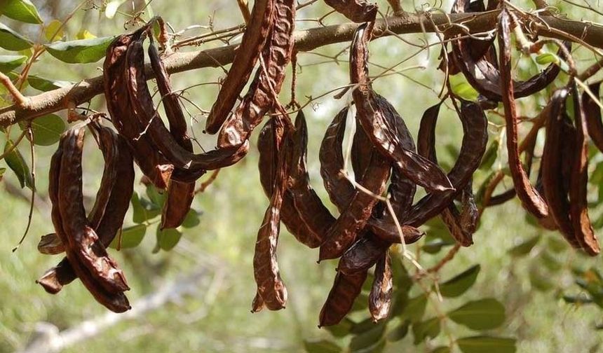 Lefkoşa’da harup hasadı 23 Ağustos’ta, zeytin hasadı ise 30 Ağustos’ta başlayacak