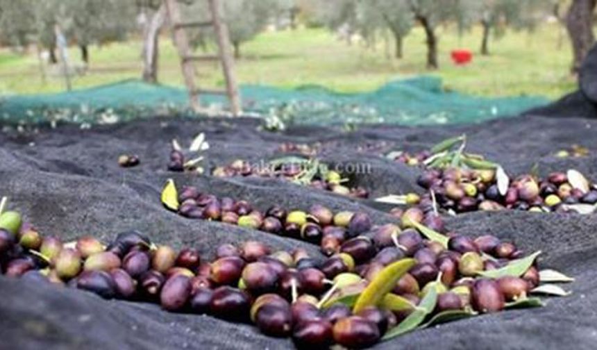 Gazimağusa ilçesi zeytin hasadı başlama tarihleri belirlendi