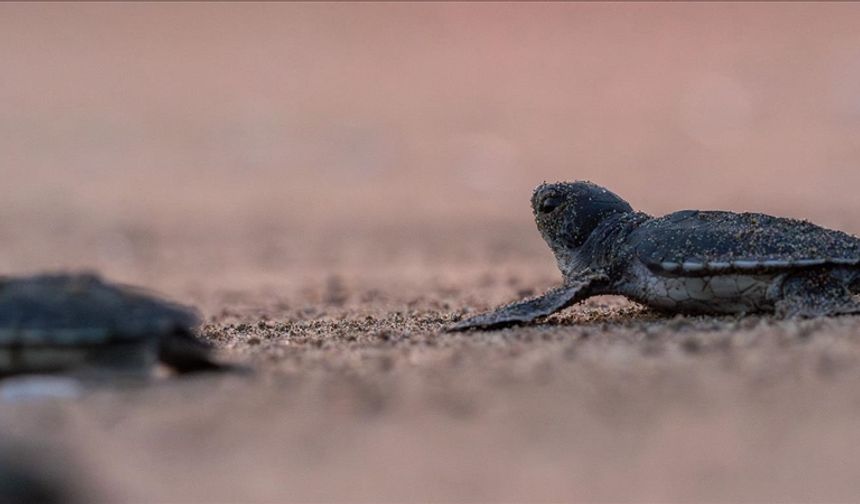 Yeşil deniz kaplumbağalarının nesli artık tükenme tehdidi altında değil