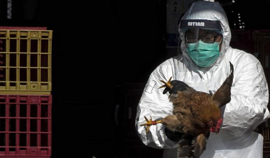 ABD’de H5N5 kuş gribi nedeniyle ilk insan ölümü