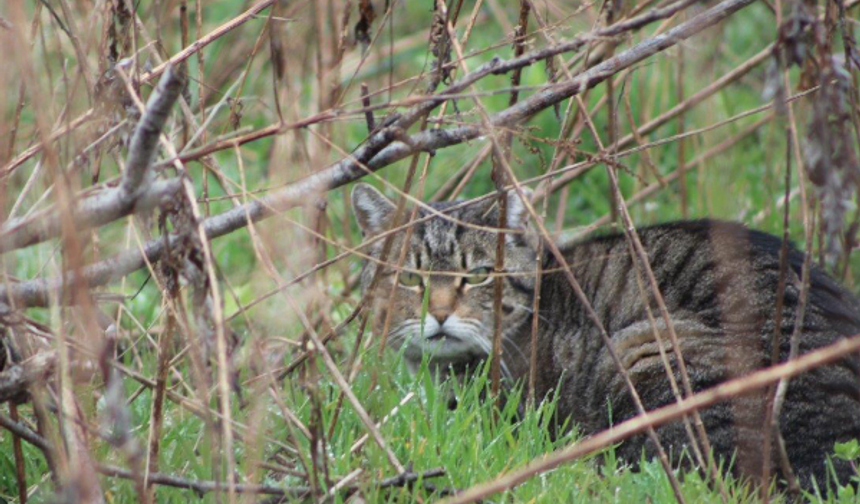 Yeni Zelanda, yabani kedileri "2050'ye kadar öldürülmesi planlanan türler" listesine aldığını duyurdu