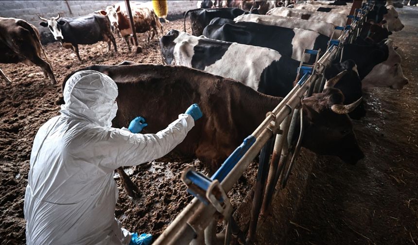 Türkiye’de şap hastalığı: Bir bölgenin hastalıksız kabul edilebilmesi için "arilik" şartı aranacak