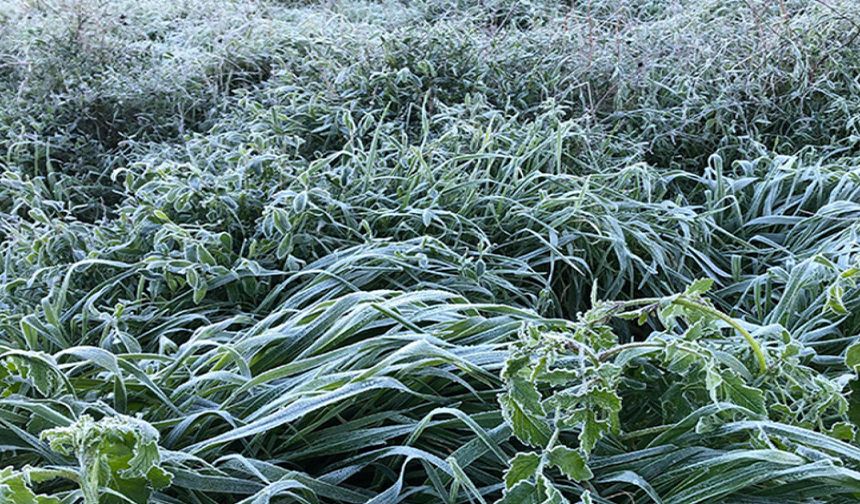 Yarın ve cuma don bekleniyor