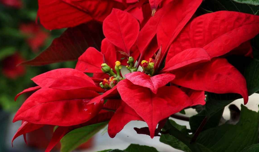 Güzelliğine Aldanmayın: Popüler Ev Çiçeği Hakkında Şaşırtan Uyarı