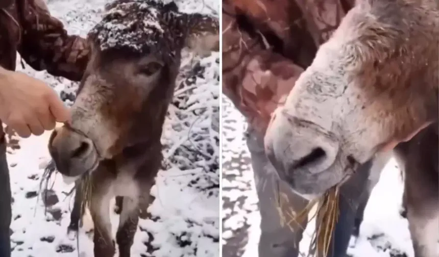Bu görüntüler vicdanları sızlattı! Ağzını telle bağlayarak ölüme terk ettiler