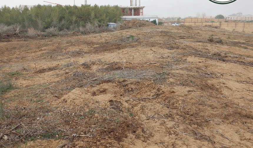 Patika’dan İskele’de Kiralanan Ormanlık Alanda Ağaç Sökümüne Tepki