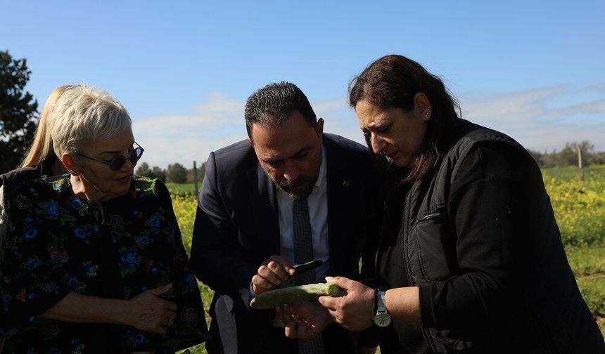 Tarım Bakanı Çavuş babutsada görülen koşnille mücadelede umut verici gelişme kaydedildiğini söyledi