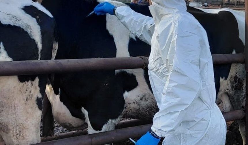 Güney Kıbrıs’a 10 bin doz şap aşısı teslim edildi