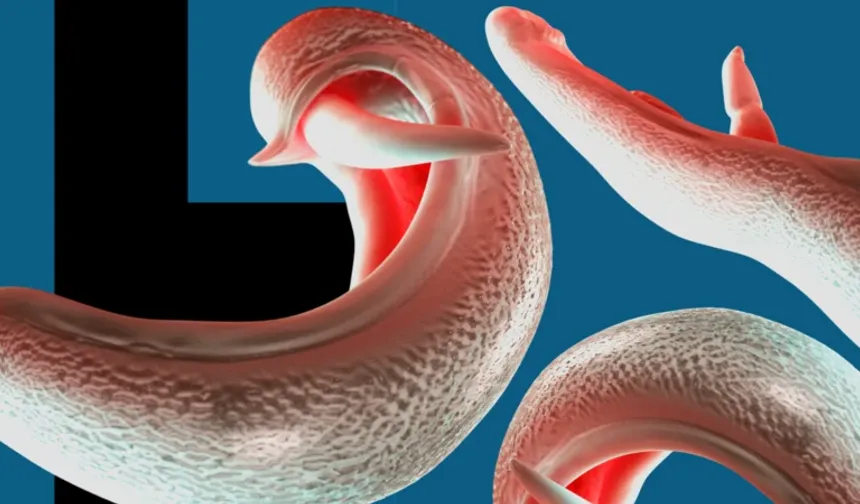 DSÖ: Cinsel organlara yerleşen parazit yeni ülkelere yayılabilir