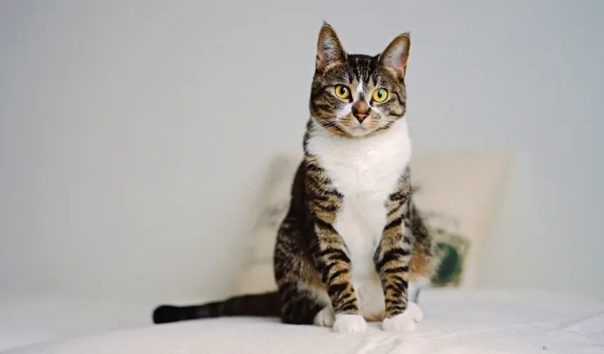 Araştırma: Kediler insanların kanser tedavisinde umut olabilir