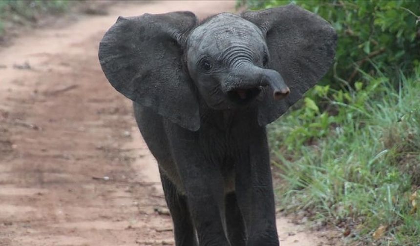 Araştırma: Filler hortumundaki kıllarla sosyalleşiyor