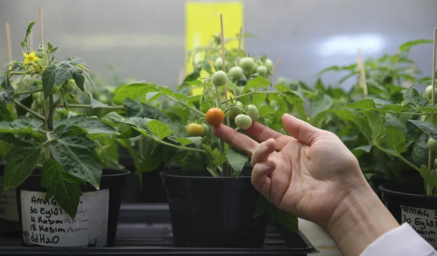 Türk bilim insanları, Ay ve Mars şartlarında domates yetiştirdi