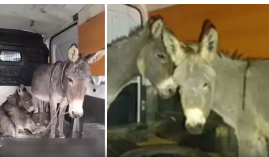 Görüntüleri yürekleri parçaladı! Bunu yapan insan olamaz