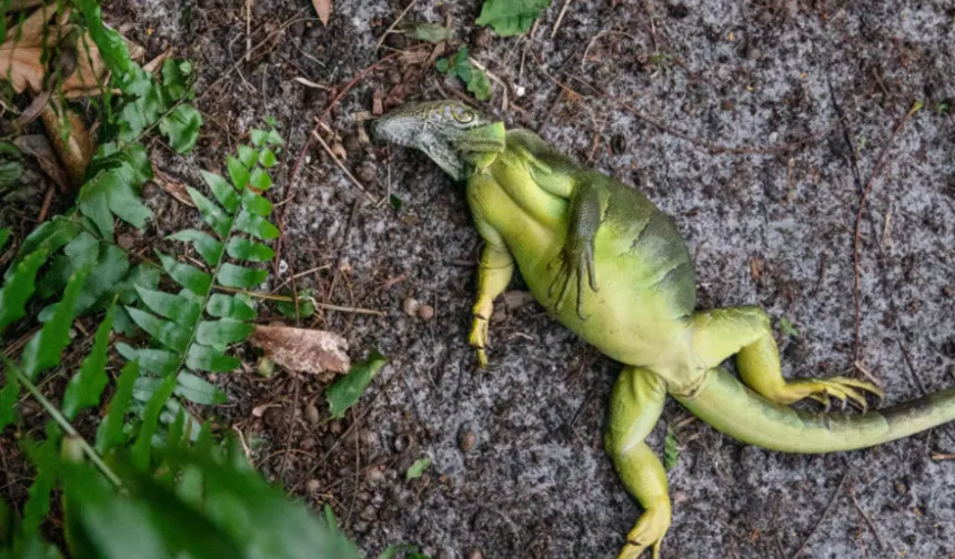 Gökten iguana yağdı. 1000 tanesi yerden toplandı