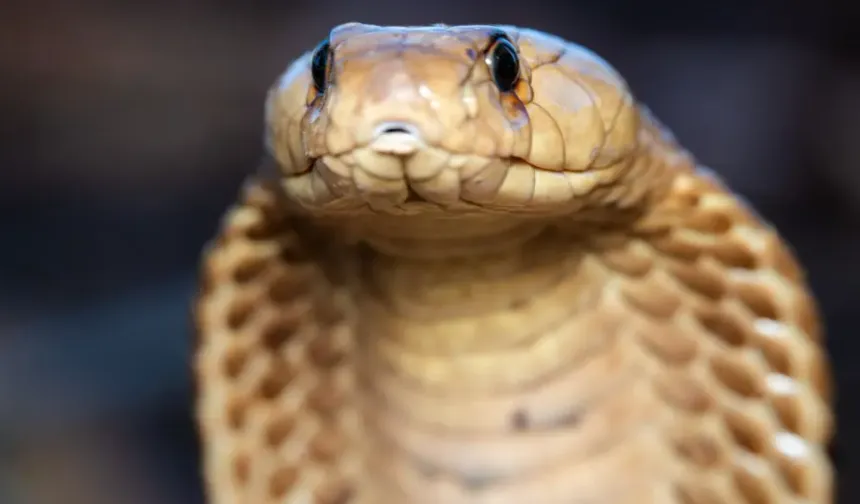 Dünyanın en işlek tren ağını kral kobralar istila etti