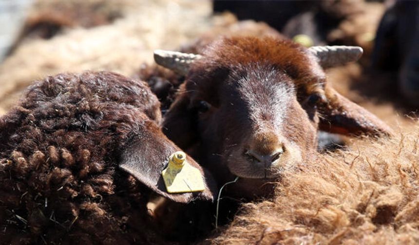 İngiltere'de kan donduran olay: Koyuna işkence edip havai fişekle patlattılar
