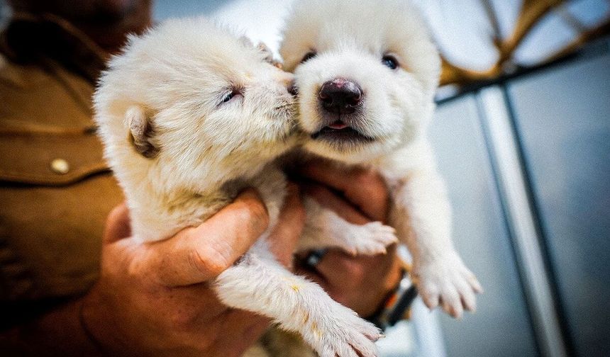 Dubai'de nesli tükenme tehlikesi altındaki 10 bin tür için "biyokasa" kuruluyor