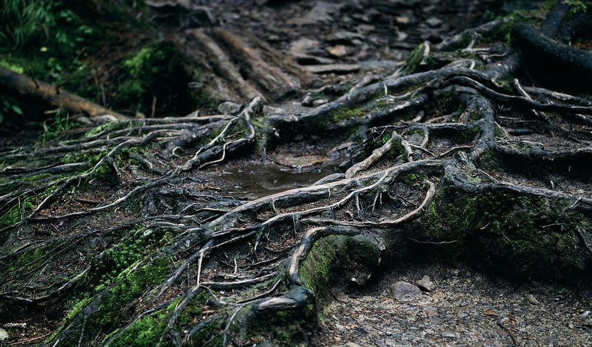 Yatırım Tavsiyesi Sayılır: Bahçeye Dikildiğinde Başa Bela Olan Ağaçlar
