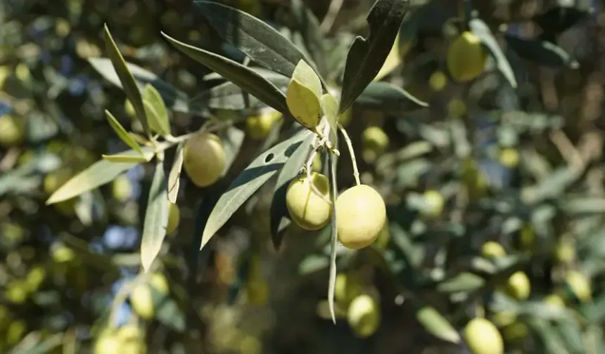 Doğanın "sıvı altını". Geleceğimizi nasıl kurtarıyor?