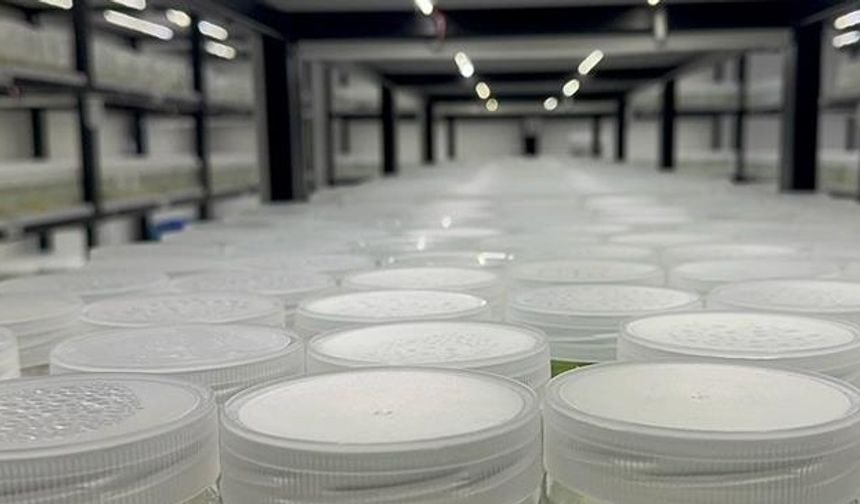 ABD'de "yasa dışı biyolojik laboratuvar" işletildiği şüphesiyle İsrail vatandaşı 1 kişi gözaltına alındı