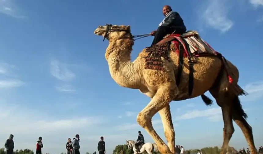 Suudi Arabistan 2 milyondan fazla deveye pasaport verecek. Peki neden?