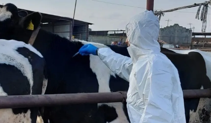 Güney Kıbrıs'ta şapla ilgili gelişmeler: 170 bini aşkın hayvan aşılandı, yüzlercesi itlaf edildi