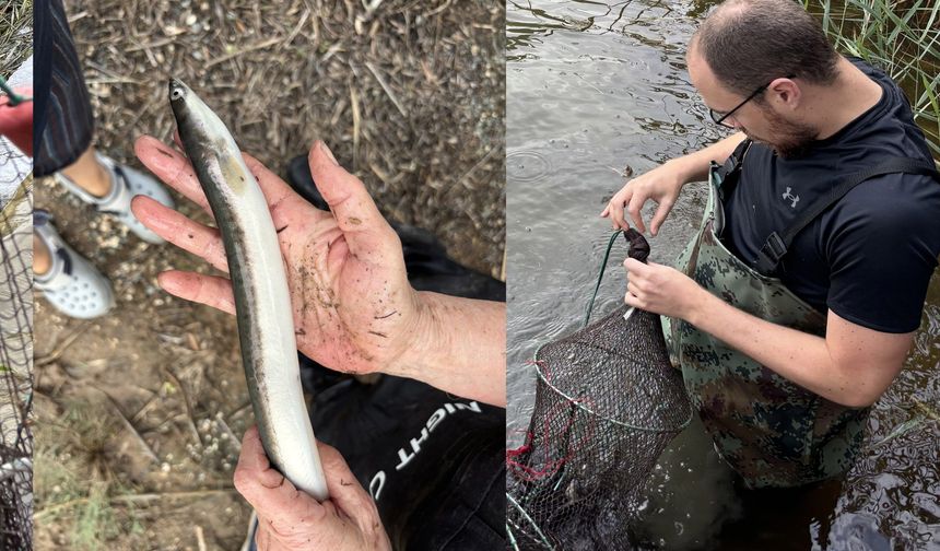 Güney Kıbrıs’ta ilk kez Avrupa yılan balığı “anquilla anquilla” saptandı