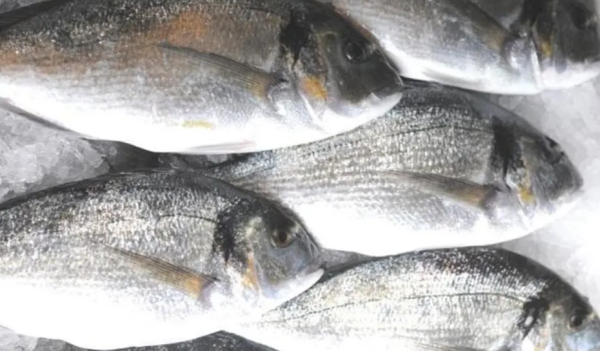 Güney Kıbrıs'ta balıklar kötü hava koşulları sebebiyle balık çiftliğinden denize kaçtı