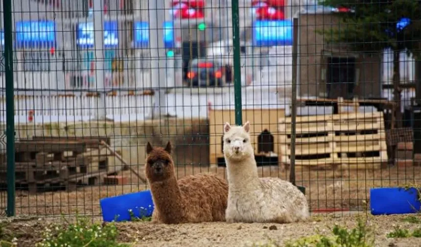 Sınır kapısında alpaka bulundu: Bir gözaltı