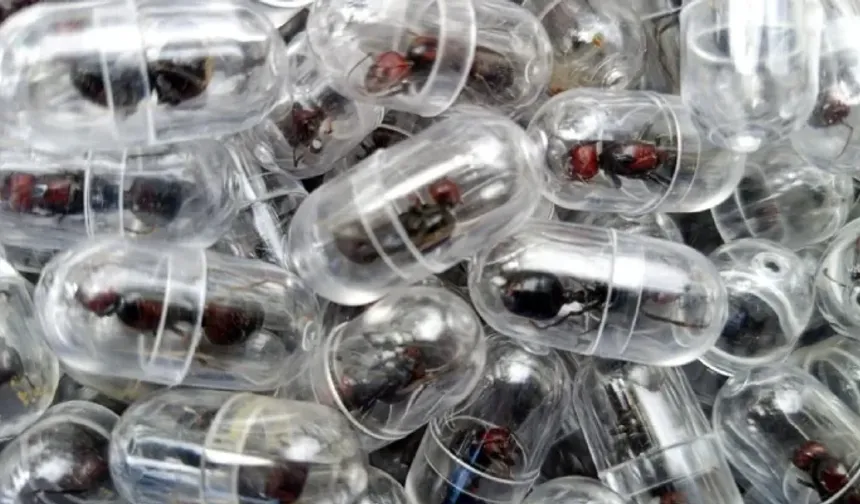 Kenya'da bir Çinli, 2 bini aşkın kraliçe karıncayı kaçıracakken yakalandı