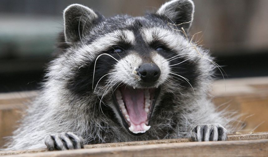 Rakunların sırf eğlence için bulmaca çözdüğü bulundu