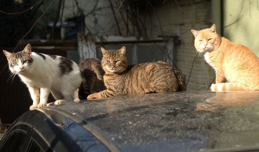 Altın Patiler Derneği: Karaoğlanoğlu’nda birçok kedi zehirlendi!